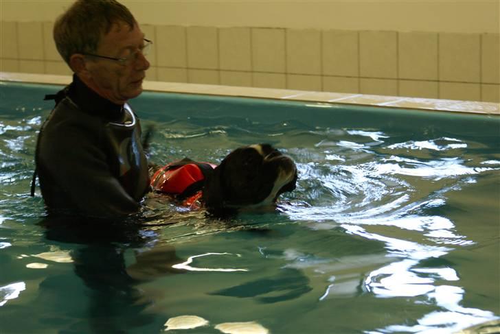 Boxer Von Drekise Stachy R.I.P - Til svømning billede 14
