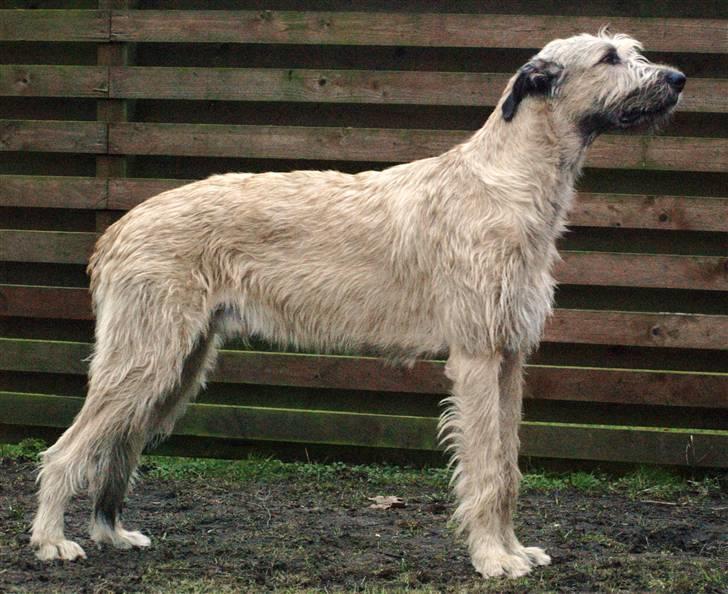 Irsk ulvehund Falkor billede 4