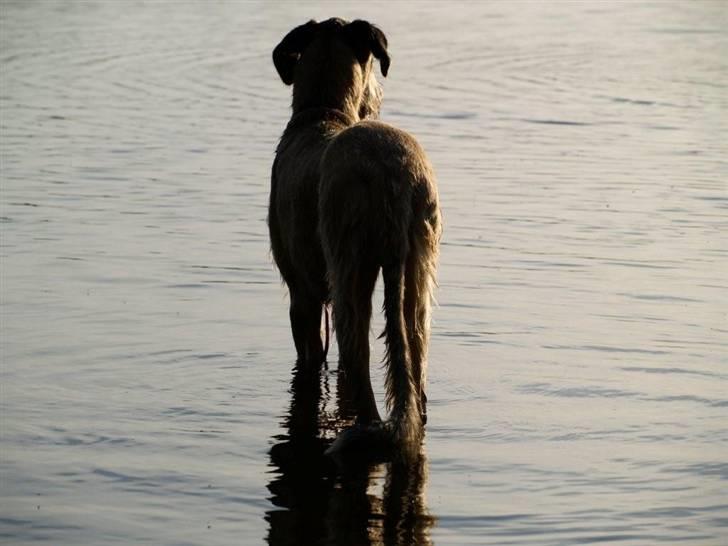 Irsk ulvehund Falkor billede 5