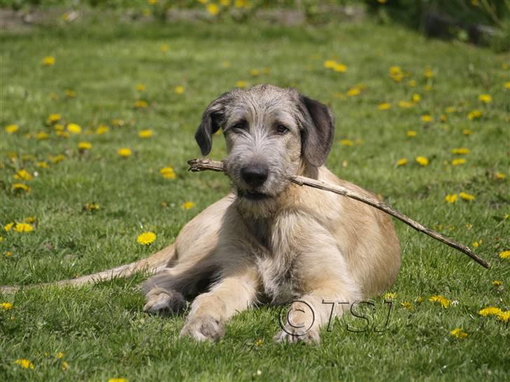 Irsk ulvehund Falkor billede 6