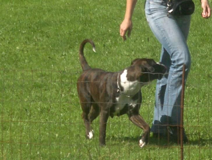 Boxer Von Drekise Stachy R.I.P - Træning billede 15