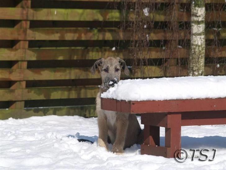 Irsk ulvehund Falkor billede 1