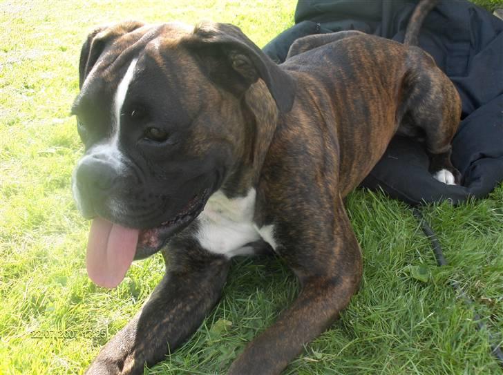 Boxer Von Drekise Stachy R.I.P - Venter på at skulle i ringen på en udstilling billede 16