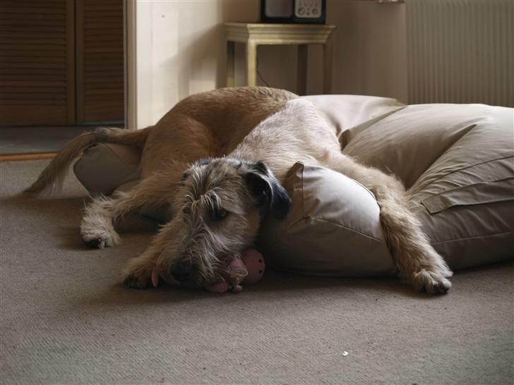 Irsk ulvehund Falkor billede 7
