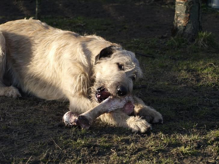 Irsk ulvehund Falkor billede 8