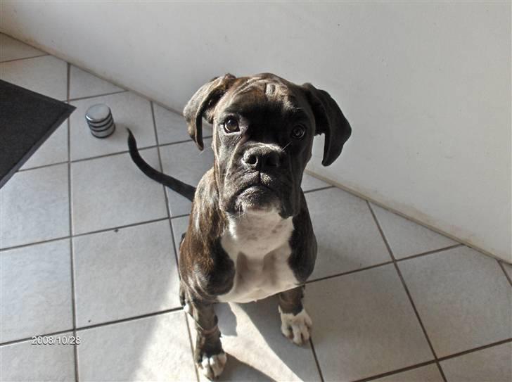 Boxer Amy van Stamy`s billede 1