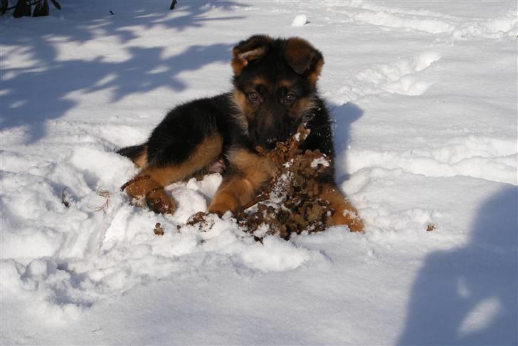 Schæferhund Alderlyst Valar - først dag ;D billede 1