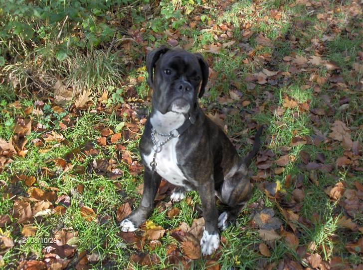 Boxer Amy van Stamy`s billede 2