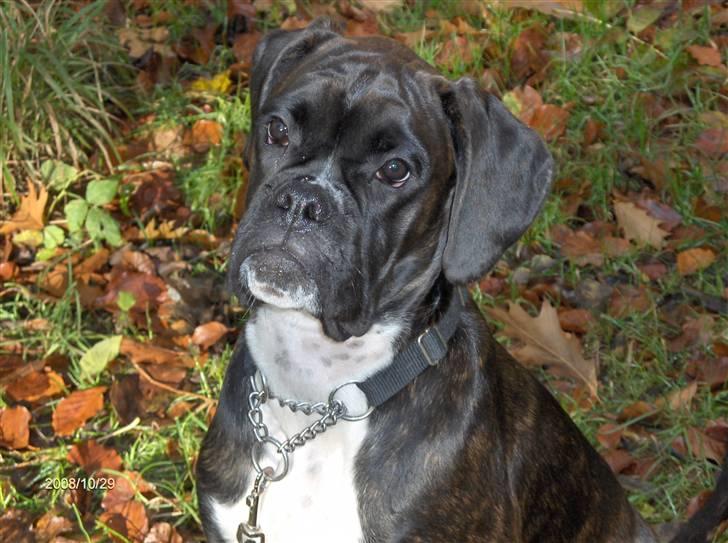 Boxer Amy van Stamy`s billede 3