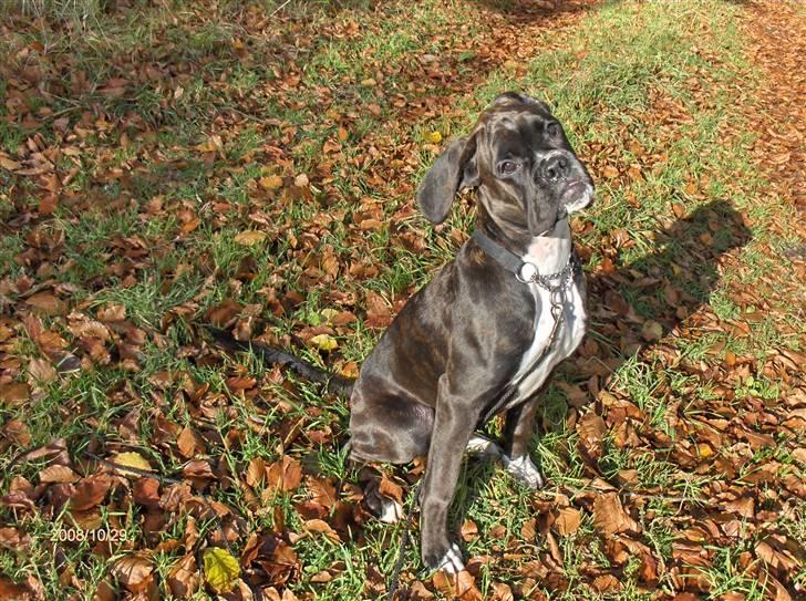 Boxer Amy van Stamy`s billede 4