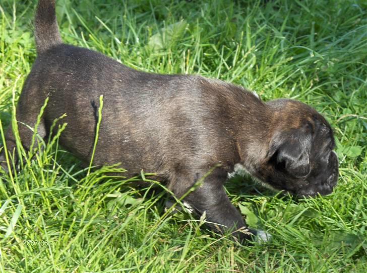 Boxer Amy van Stamy`s - 4 uger gammel billede 5