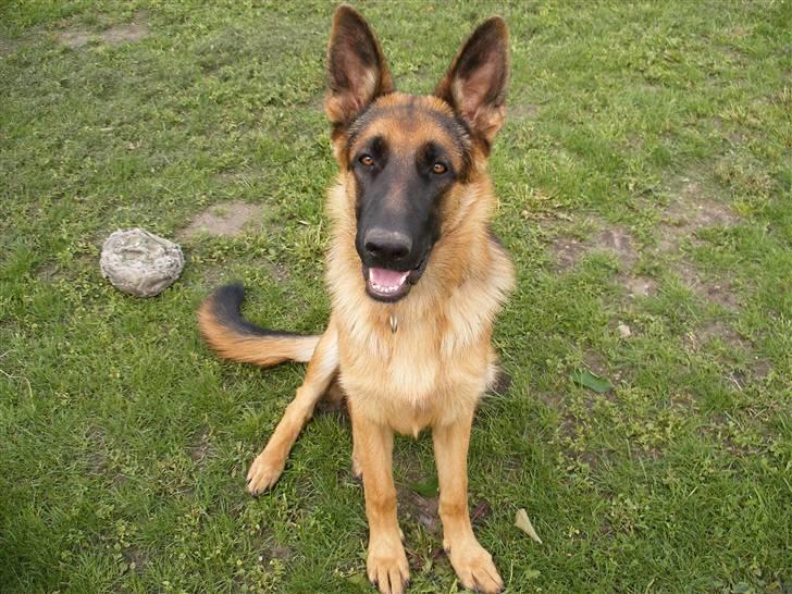 Schæferhund Alderlyst Valar billede 2