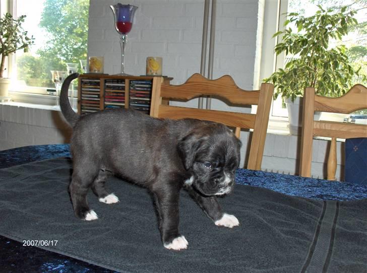 Boxer Amy van Stamy`s - 3 Uger gammel billede 6