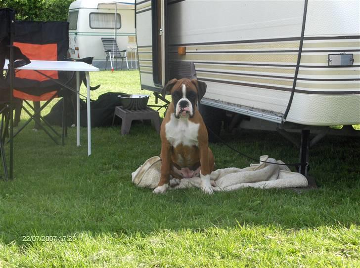 Boxer Kortums Agati billede 1