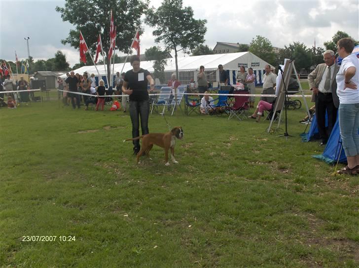 Boxer Kortums Agati billede 2