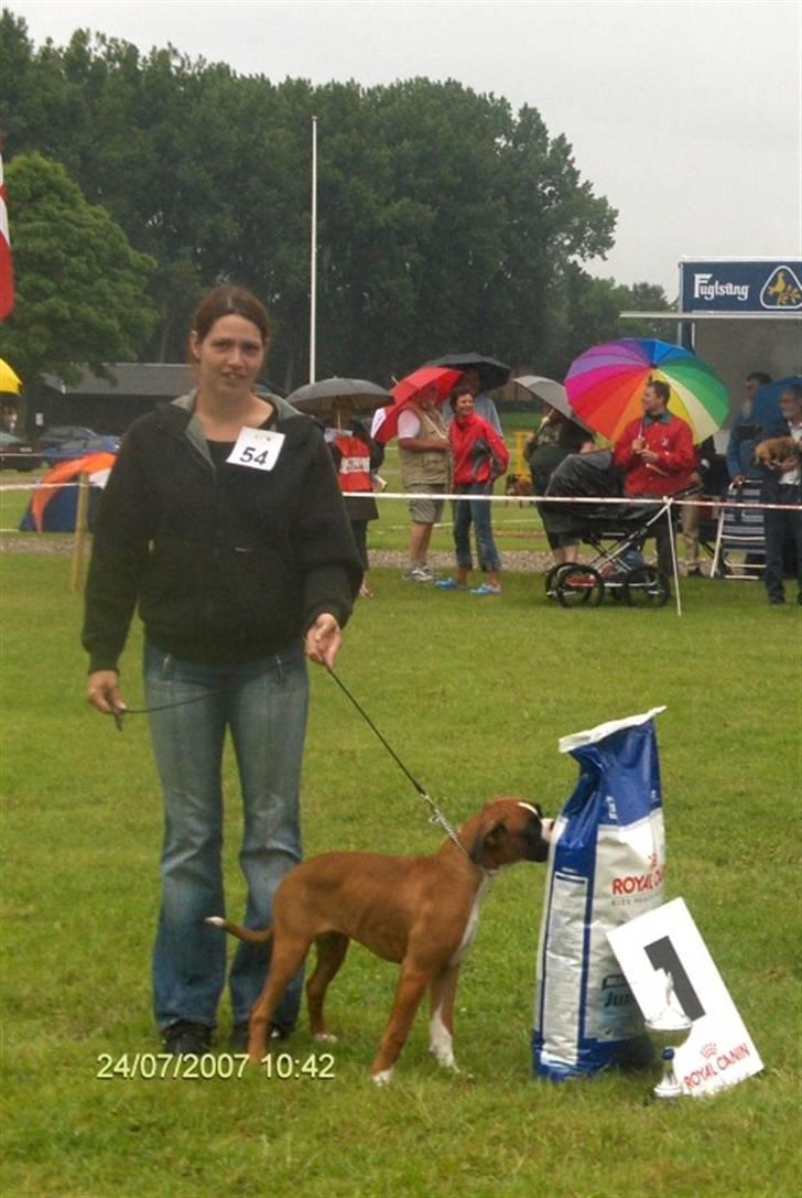 Boxer Kortums Agati billede 3