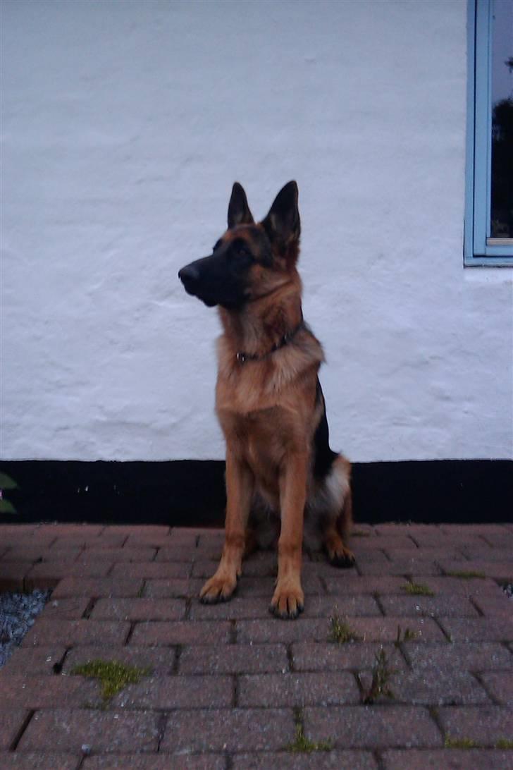 Schæferhund Alderlyst Valar - skole fotot xD billede 3