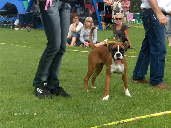 Boxer Kortums Agati billede 5