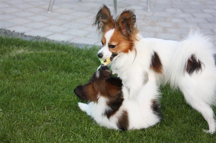 Papillon Jaimeé billede 3