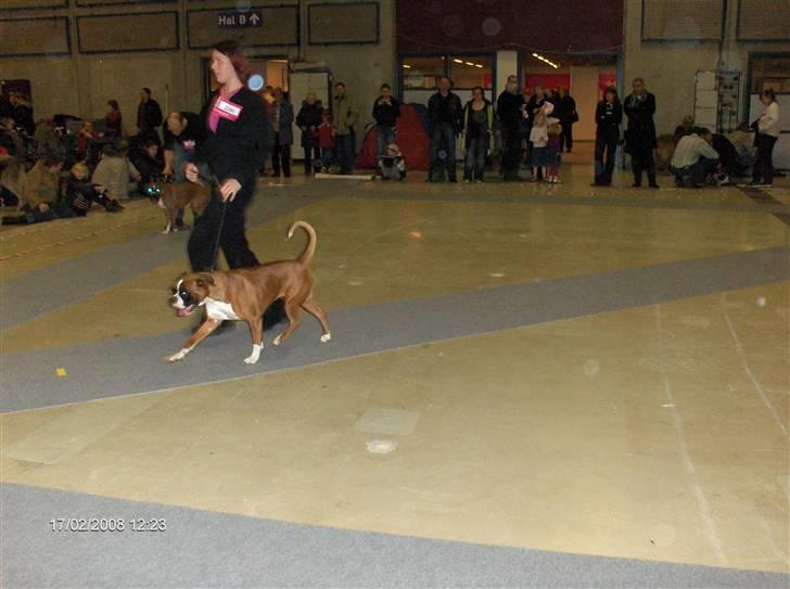 Boxer Kortums Agati billede 6