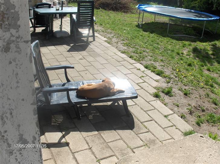 Boxer Kortums Agati billede 7