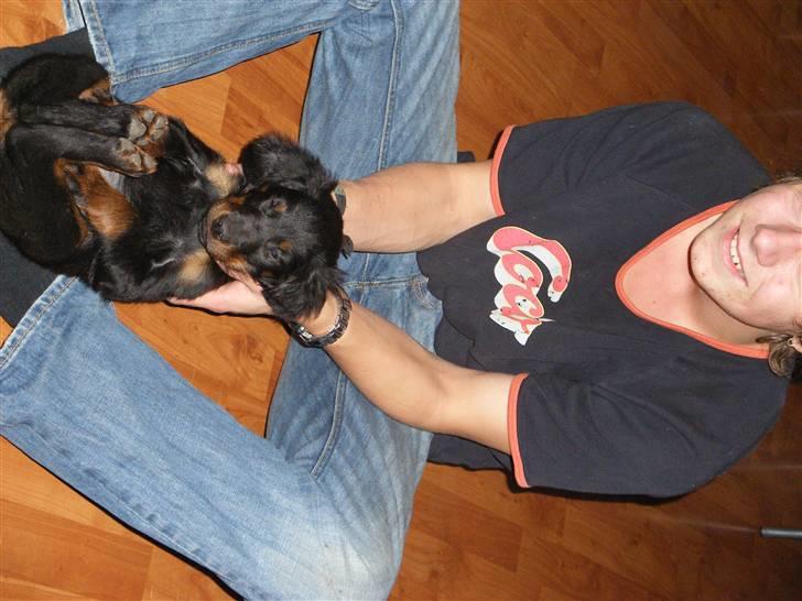 Gordon setter shef - han lag sig til at sov sådan, lige efter billede var bliven taget xD billede 1