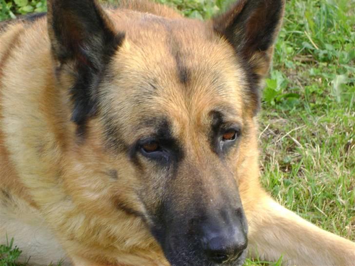 Schæferhund Eros  - 2009 billede 1