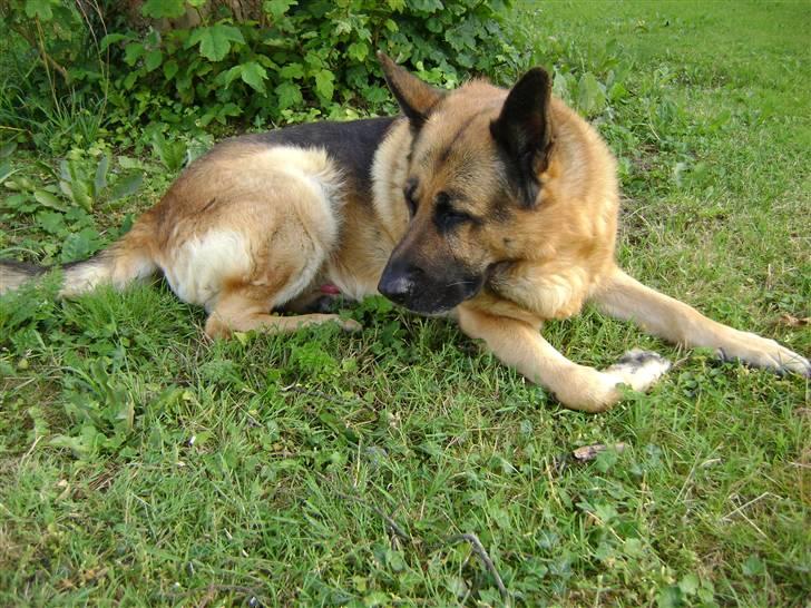 Schæferhund Eros  - 2009 billede 2