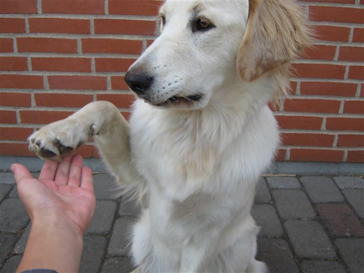 Blanding af racer Chili billede 4