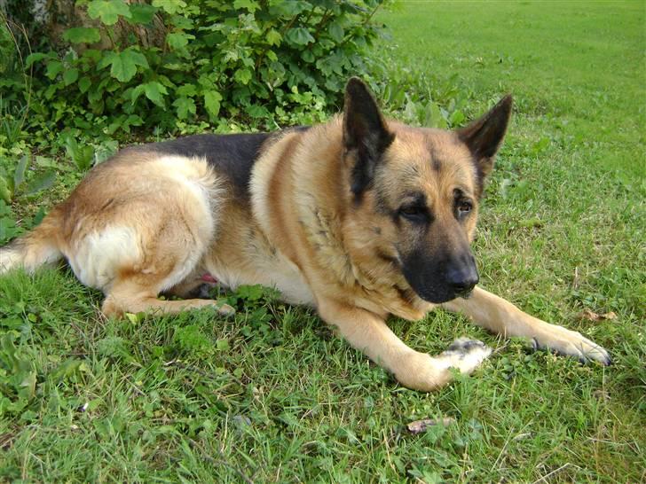 Schæferhund Eros  - 2009 billede 3