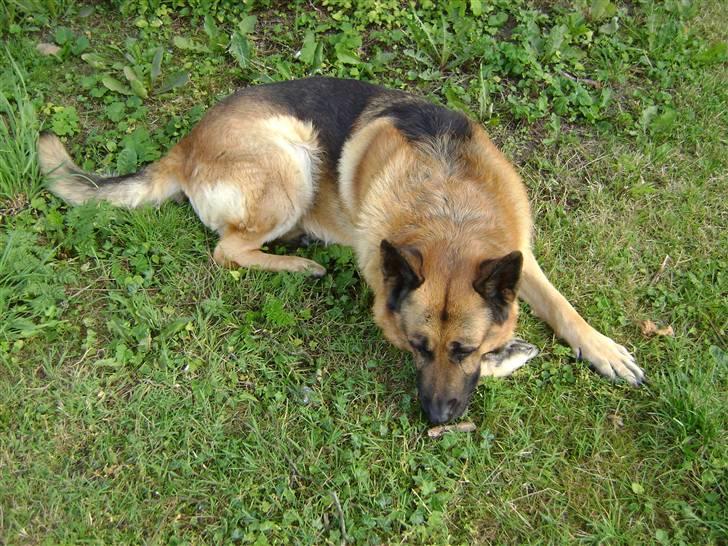 Schæferhund Eros  billede 4