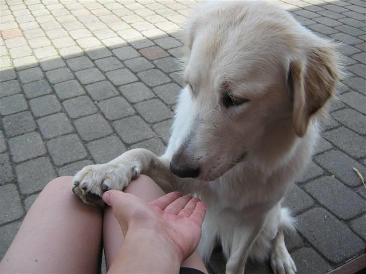 Blanding af racer Chili billede 5