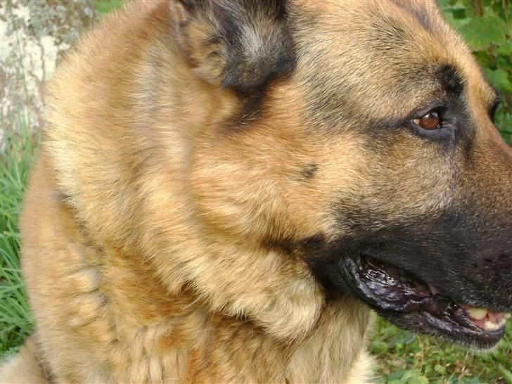 Schæferhund Eros  billede 5