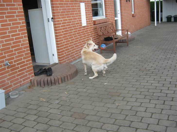 Blanding af racer Chili billede 6