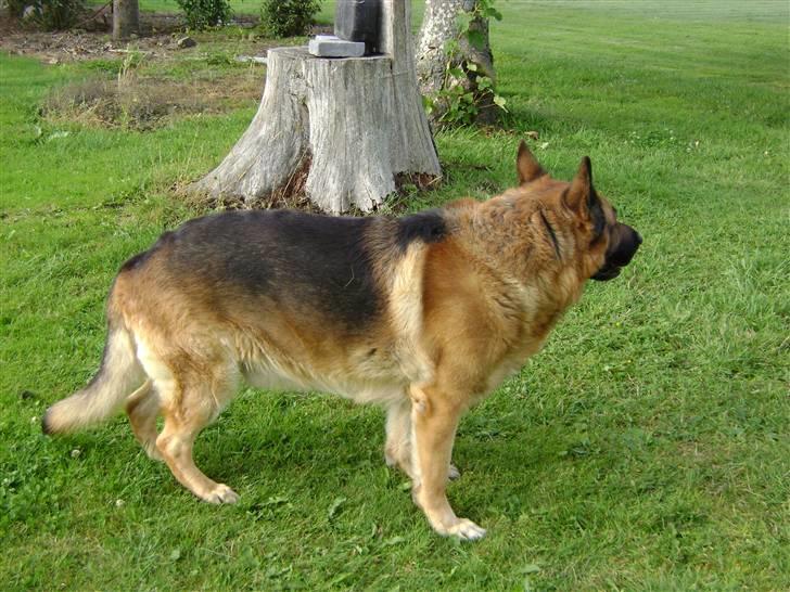 Schæferhund Eros  billede 6