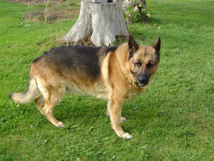 Schæferhund Eros  billede 7