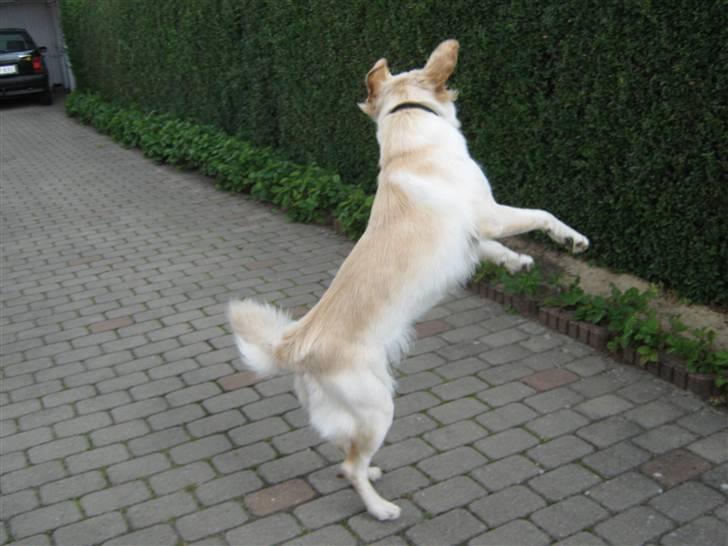 Blanding af racer Chili billede 7