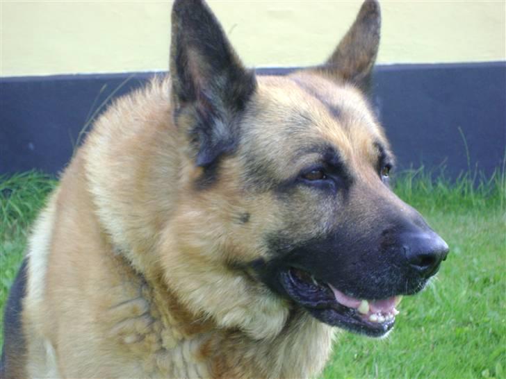 Schæferhund Eros  billede 8