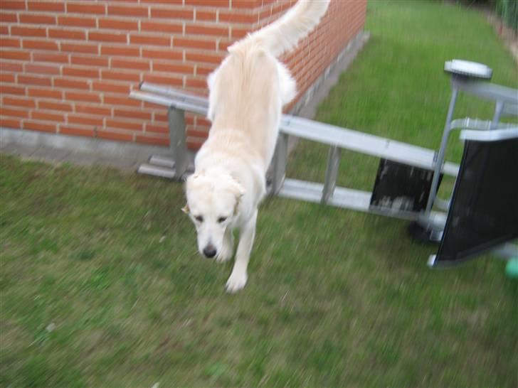 Blanding af racer Chili billede 8