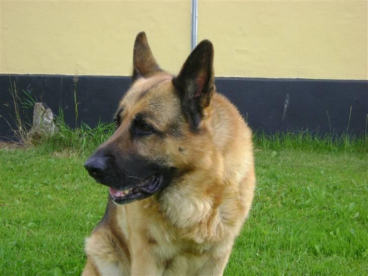 Schæferhund Eros  billede 9