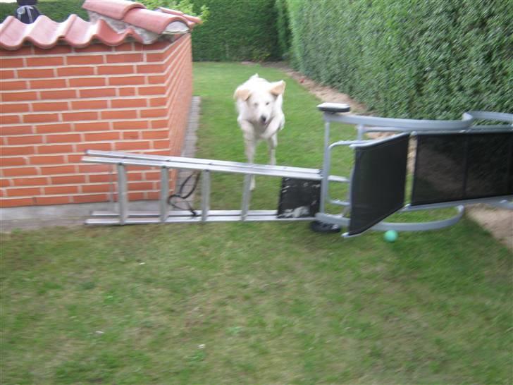 Blanding af racer Chili billede 9