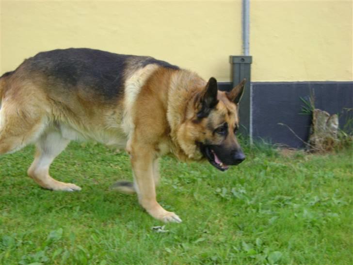 Schæferhund Eros  billede 10