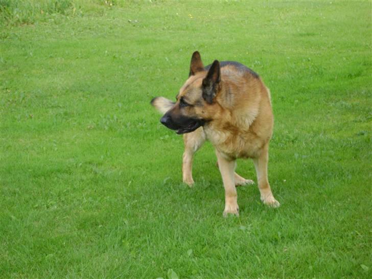 Schæferhund Eros  - er jeg ikke flot billede 11