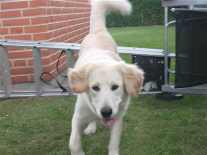 Blanding af racer Chili billede 10