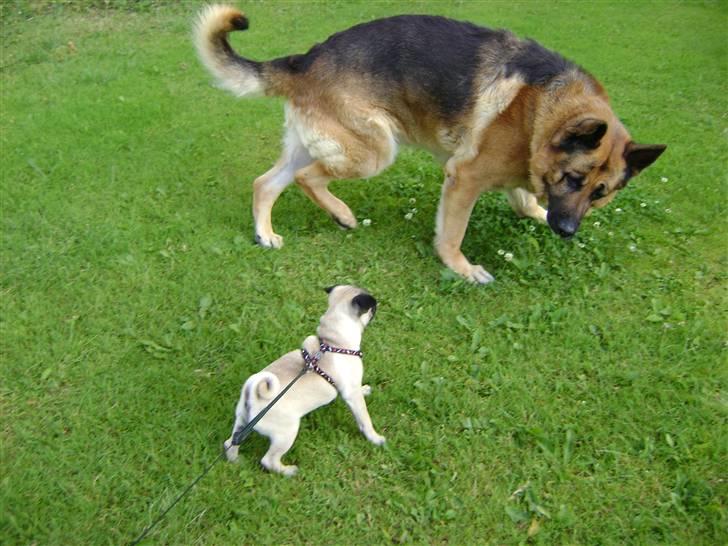 Schæferhund Eros  - Eros gider ikke altid lukky - men idag hyggede de :) billede 12