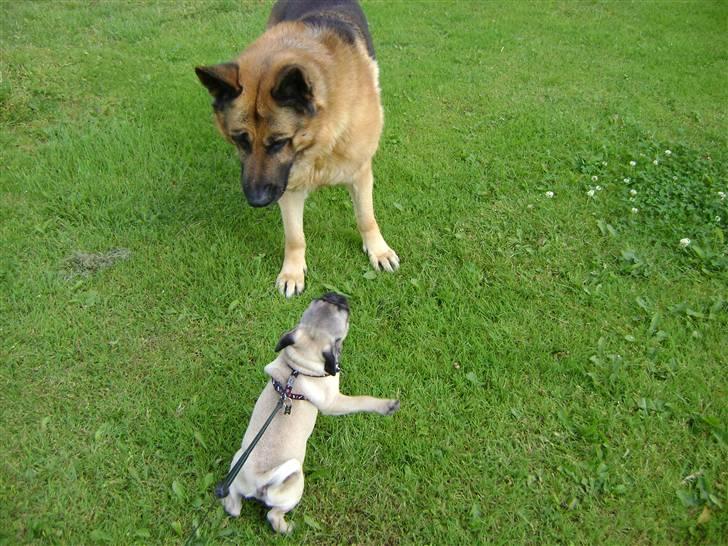 Schæferhund Eros  - Eros og Lukky billede 13
