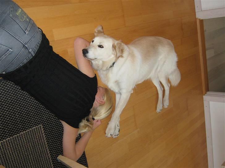 Blanding af racer Chili billede 11