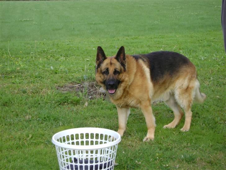 Schæferhund Eros  - Eros er altid med ude at hænge tøj op i haven  billede 14