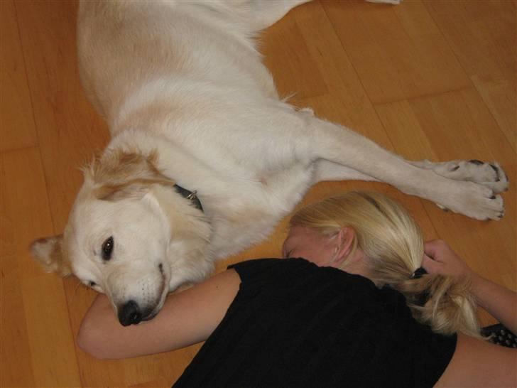 Blanding af racer Chili billede 12