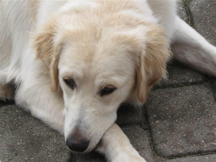 Blanding af racer Chili billede 13